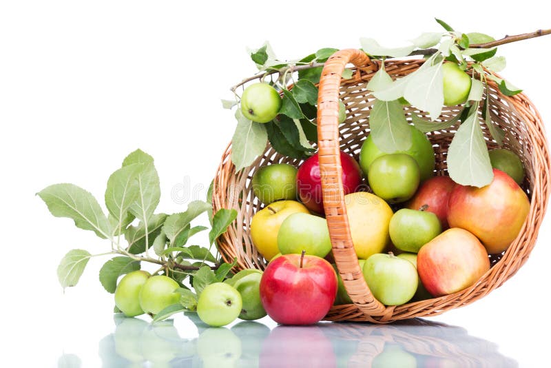 Juicy apples in basket, isolated on white