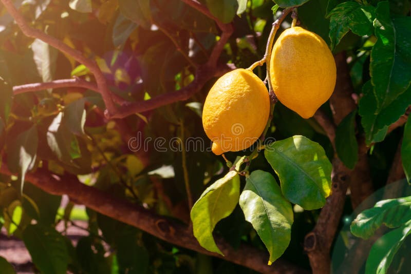 Juicy lemon fruits hanging on a branch on bright sunlights in the garden on summertime. Lemons are growing on lemon tree. Juicy lemon fruits hanging on a branch on bright sunlights in the garden on summertime. Lemons are growing on lemon tree