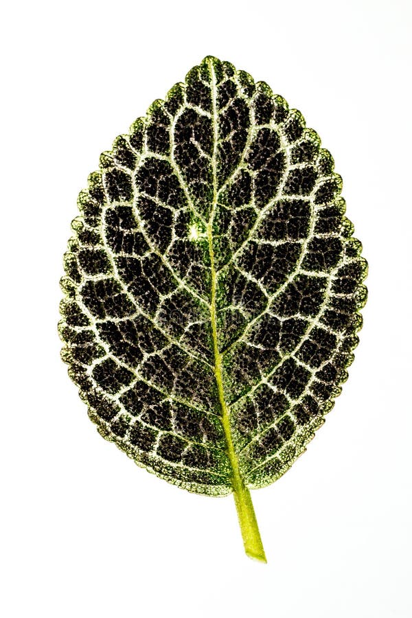 Juicy and fresh leaf isolated on white background.