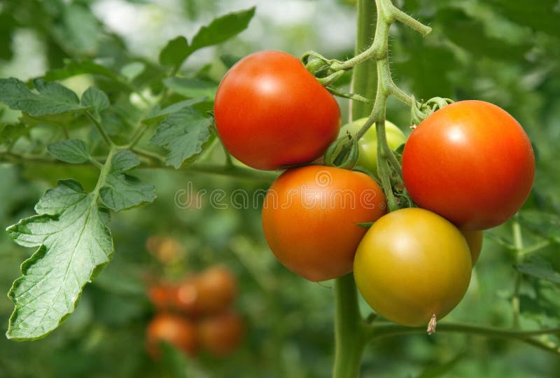 Juicy and fresh tomatoes