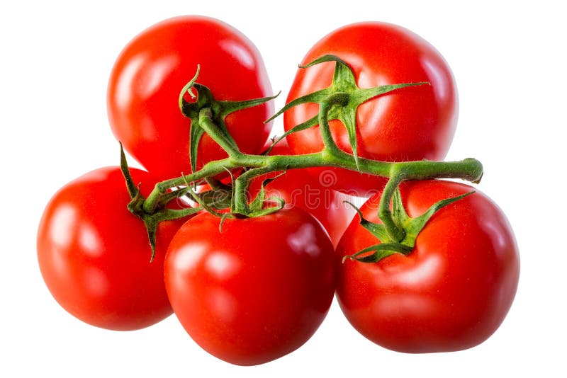 Juicy fresh tomatoes on a green branch