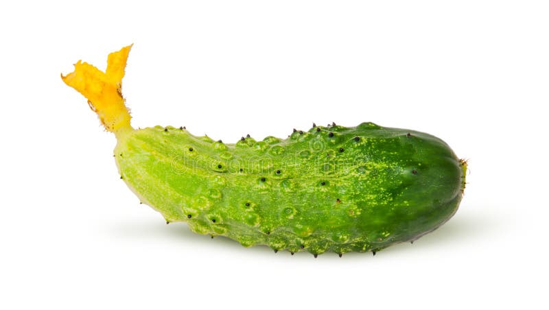 Juicy green cucumber