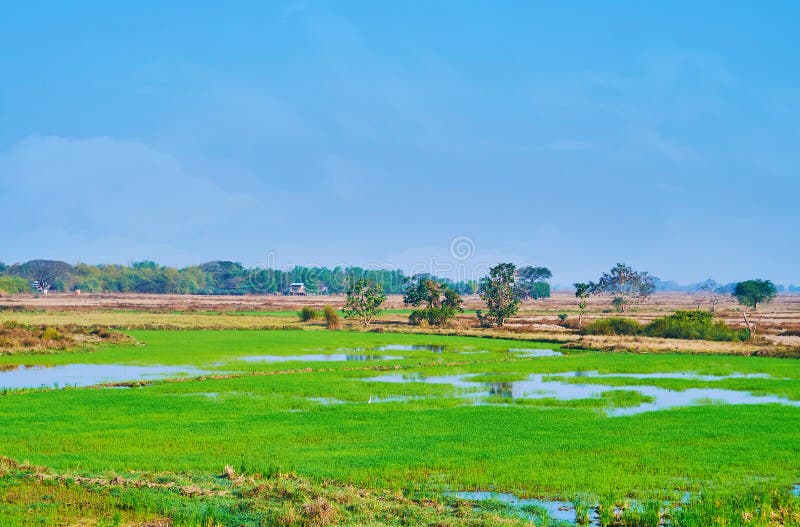 Rice Field, Bago Region, Myanmar Stock Image - Image of countryside ...