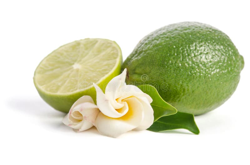 Juicy Lime with Its Flowers Stock Image Image of fruit, flowers 93009359