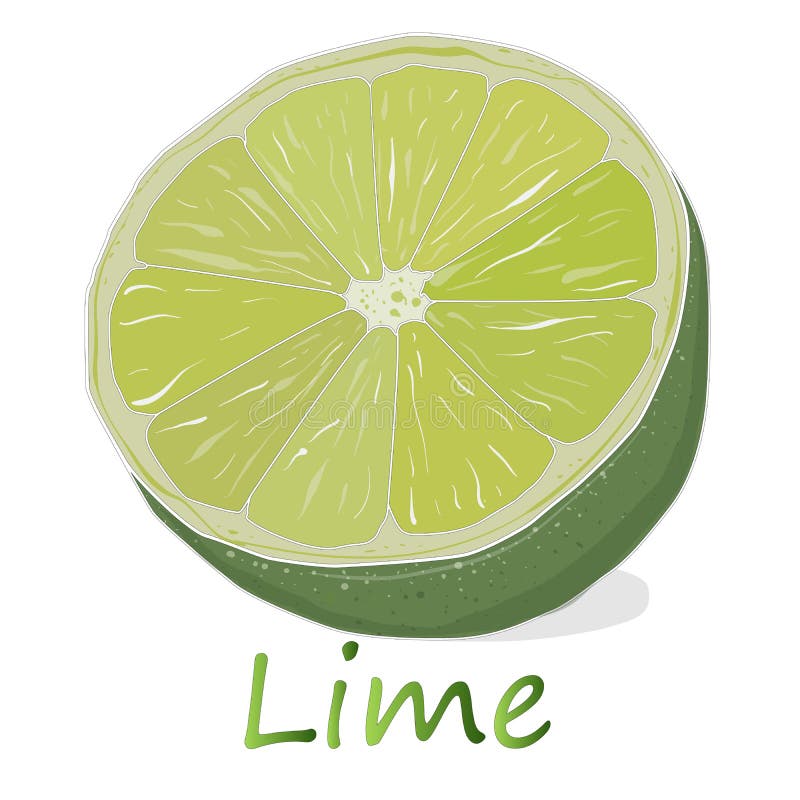 Juicy Lime on White Background. Stock Vector - Illustration 