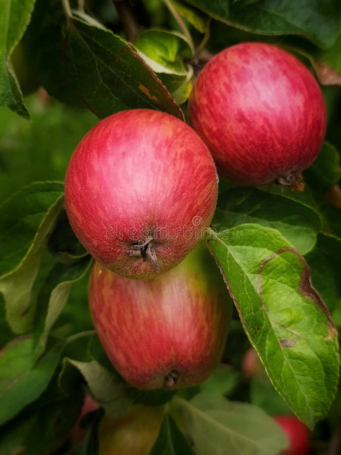 Juicy red striped appels with green leafs. Beautiful nature fruits. Fruits on branches. Appels on branches. Garden view.