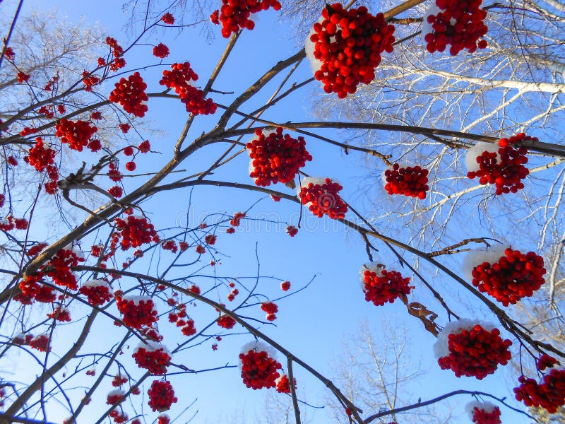 juicy ripe bunches of rowan berries hang on branches, sprinkled royalty free stock images juicy ripe bunches of rowan berries hang on branches, sprinkled royalty free stock images
