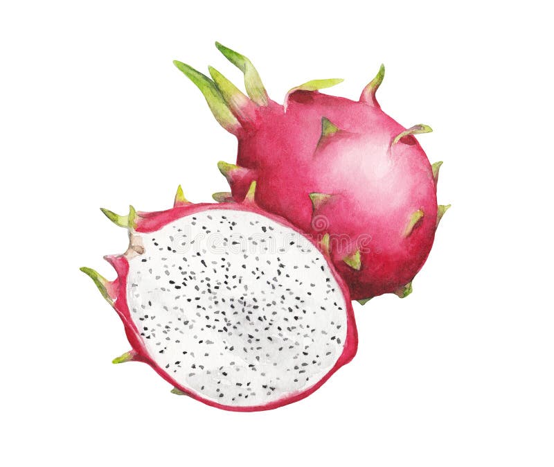 Ripe Dragon Fruit Watercolor Hand Painting Vector Illustration Stock ...