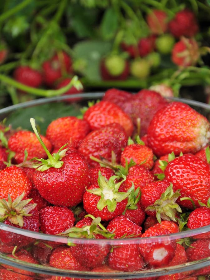 Juicy strawberry fruit