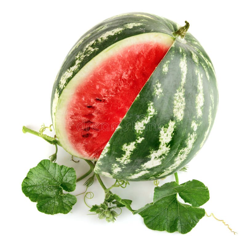 Juicy Watermelon in Cut with Green Leaf Stock Image Image of organic