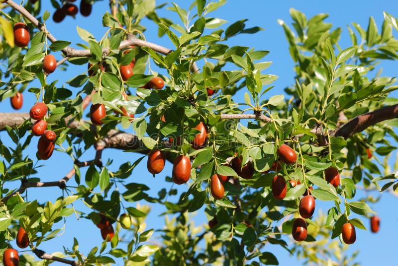 Jujube flowers stock photo. Image of japan, autumn, harvest 151378026