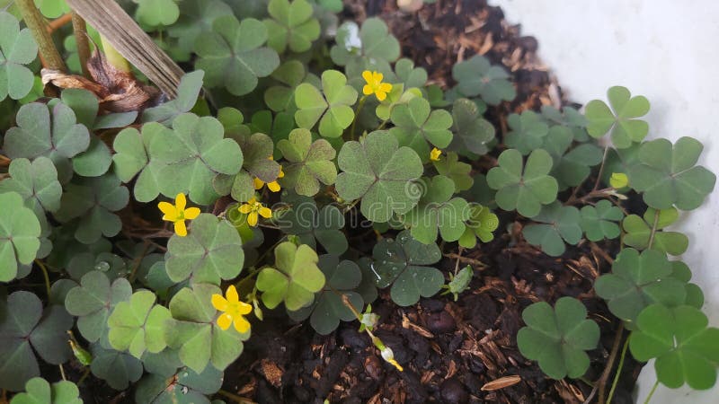 Asam leaves or Jukut Calincingan with its latin name ( Oxalis Corminaculata ) which is useful for treating canker sores and eliminating bad breath