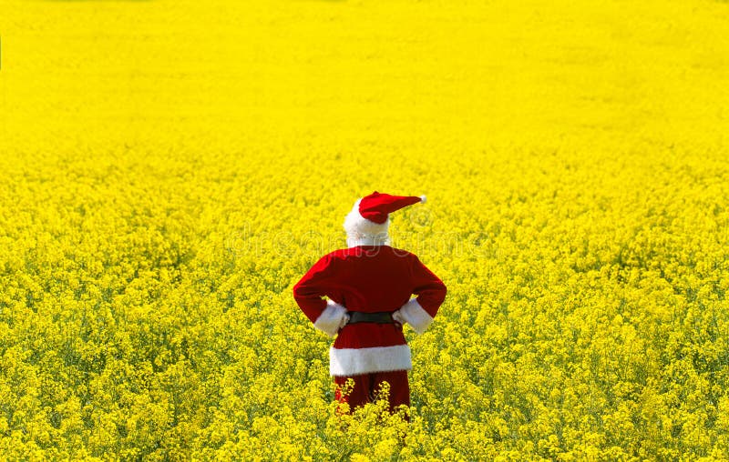 Jul Santa Claus, i att blomma det gula fältet arkivbilder