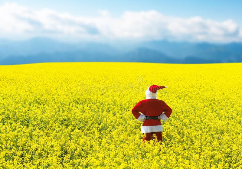 Jul Santa Claus, i att blomma det gula fältet arkivbild