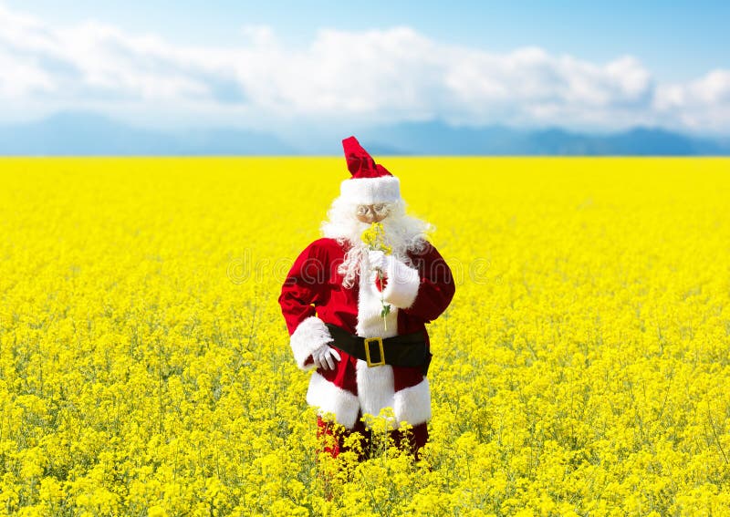 Jul Santa Claus som sniffar blommorna, i att blomma det gula fältet fotografering för bildbyråer