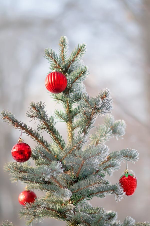 Julgran med av den hängande bollen arkivfoton Julgran med av den hängande bollen arkivfoton