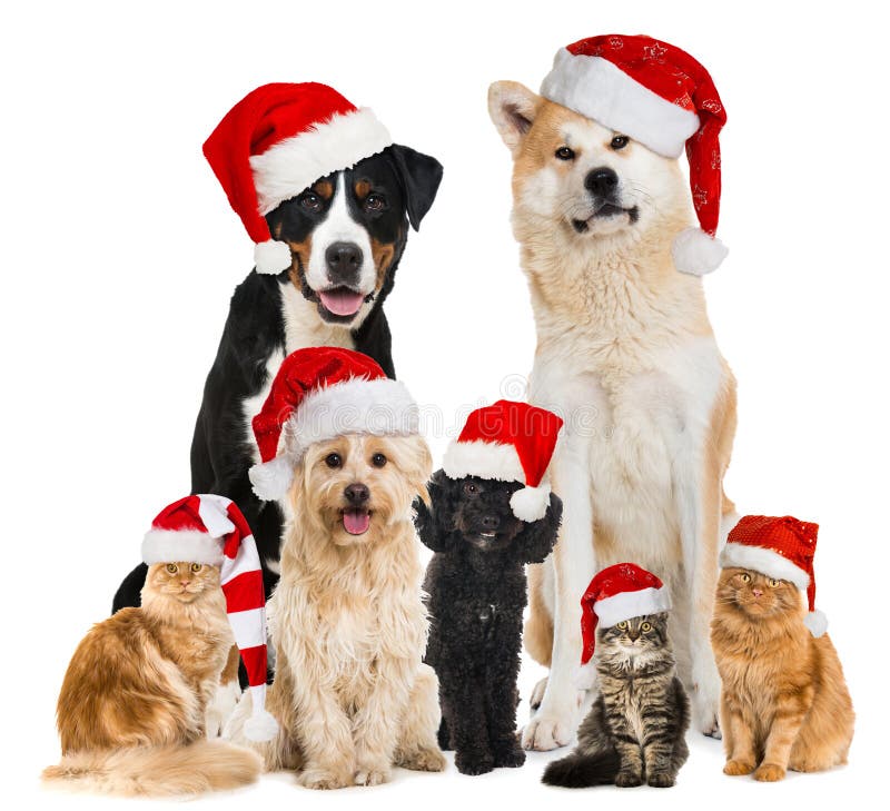 Julhusdjur med santa hattar