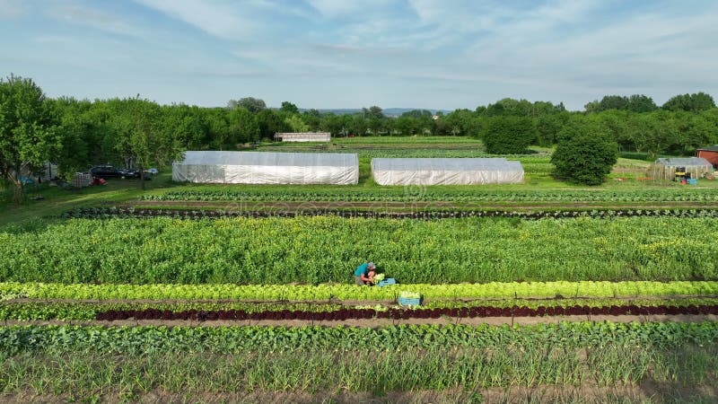 Juli 2022 : Salat Bio-grünes Eichelblatt Lactuca sativa ernte Bauer handgepflückt
