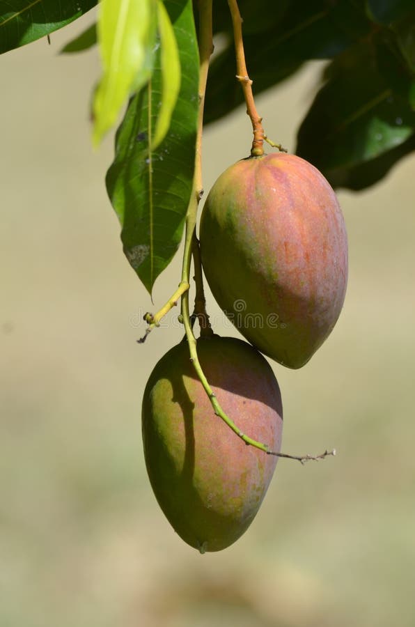 East Indian Jamaican Mangoes Stock Photo Image of mangoes, mango