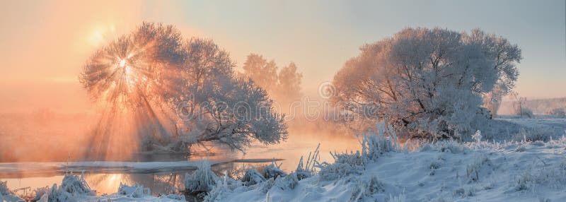 Julskogen knurled morgon som snöig trails övervintrar wide Xmas-ljus arkivfoton
