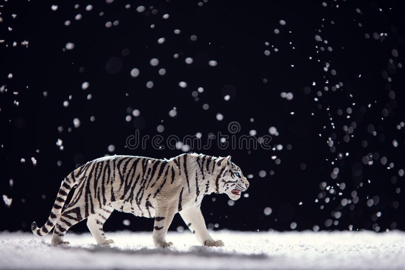 Jultidbakgrund, tiger i snö, isolerad studio fotografering för bildbyråer Jultidbakgrund, tiger i snö, isolerad studio fotografering för bildbyråer