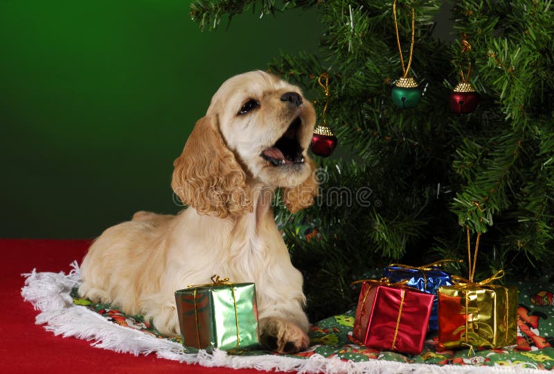 Cocker spaniel puppy under christmas tree on green background. Cocker spaniel puppy under christmas tree on green background