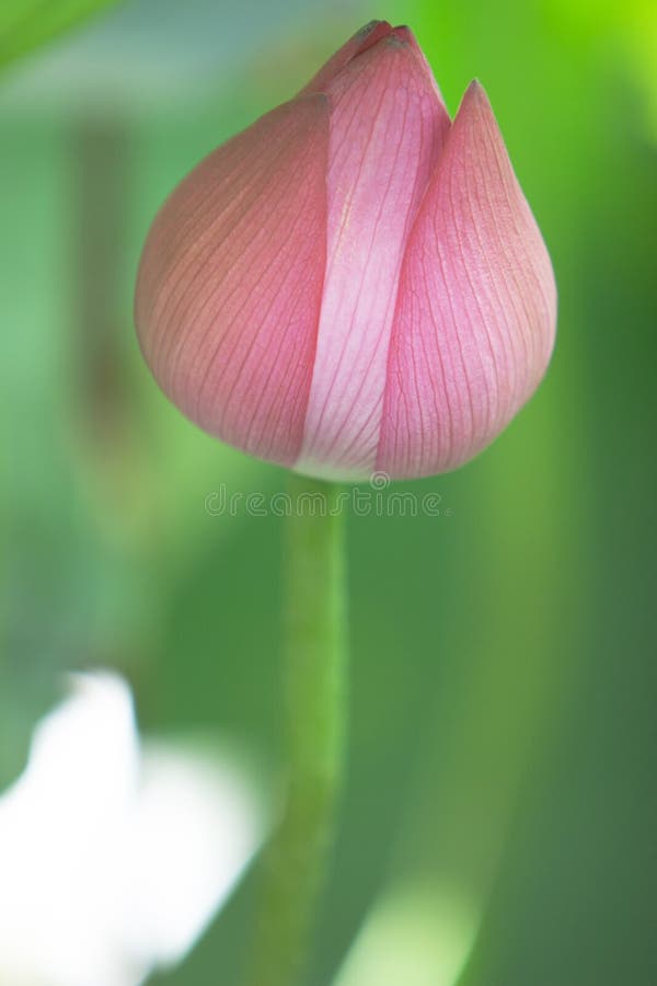 8 July 2007 a Beautiful Pink Lotus Flower,and Lotus Flower Bud beside