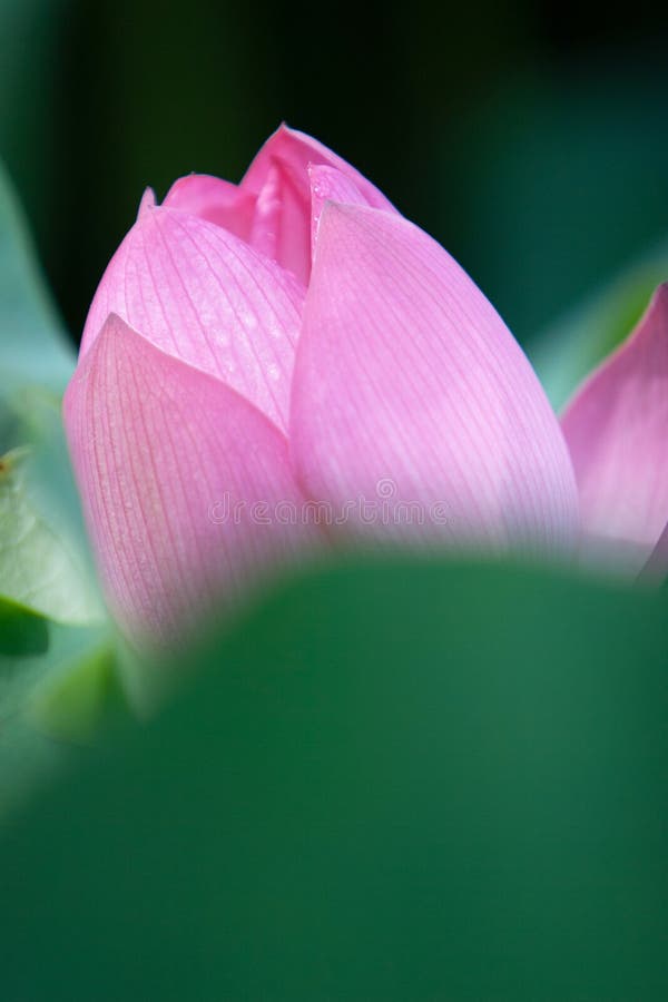 8 July 2007 a Lotus Flower. Root, Green. at Hk Stock Image Image of