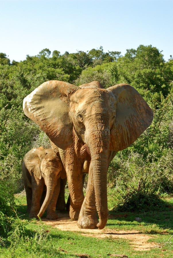 Jumbo elephant and baby in savannah