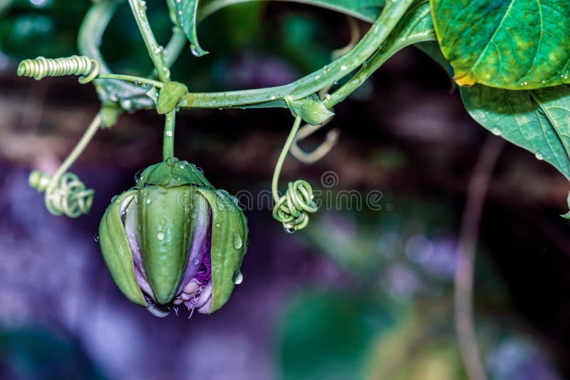 Jumbo Passion Fruit or Erbis Flower Buds that are about To Bloom Stock