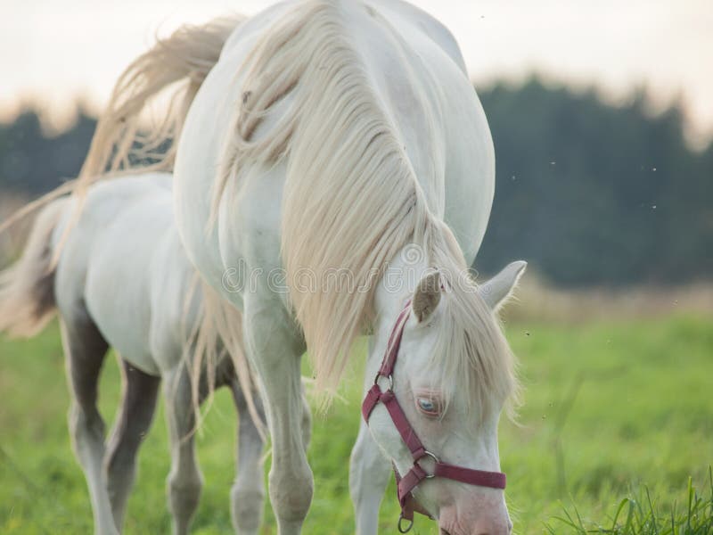 Cremello welsh pony mare with her foal. Cremello welsh pony mare with her foal.