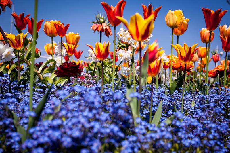 In the middle of a Colourful Field. stock photography In the middle of a Colourful Field. stock photography
