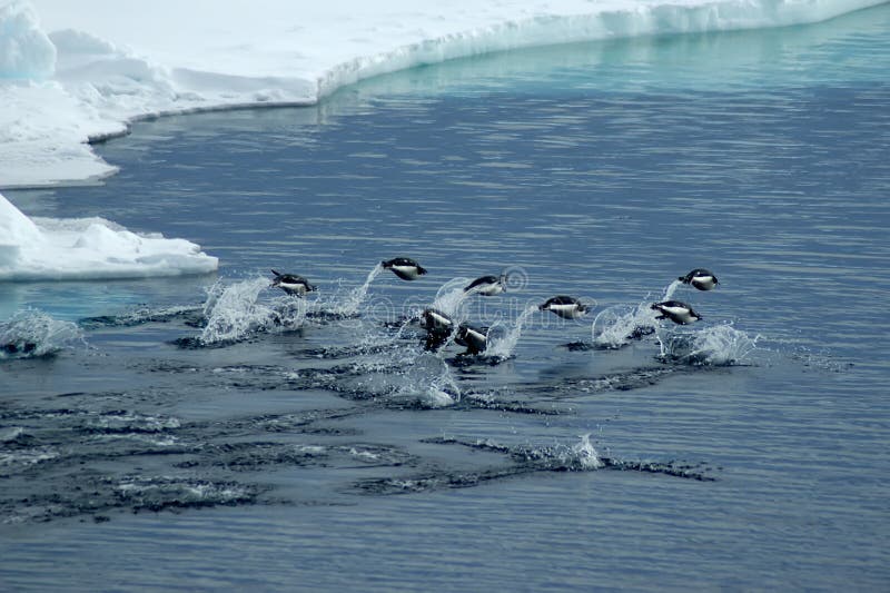 A group of Adelie penguins is jumping over darkblue antarctic waters. Two of the group are just diving into the splashing water while six penguins are flying. The white sea-ice border is filling the upper part of the picture. A group of Adelie penguins is jumping over darkblue antarctic waters. Two of the group are just diving into the splashing water while six penguins are flying. The white sea-ice border is filling the upper part of the picture.