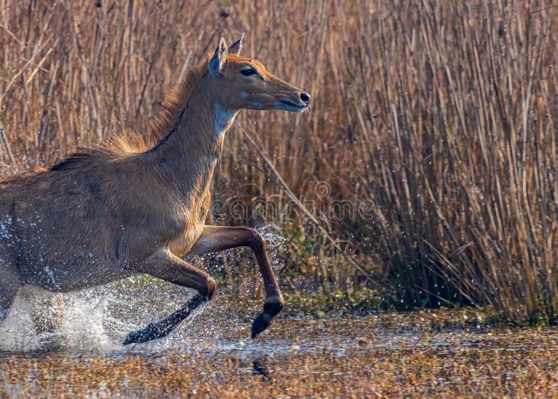 A jumping Blue bull in lake water royalty free stock photo