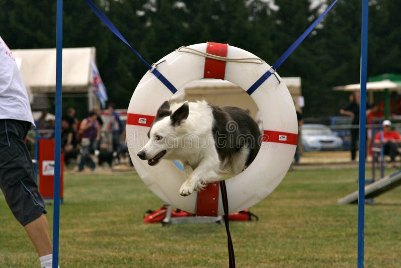 Jumping Border Collie. A Border Collie jumping through a ring during an agility contest royalty free stock images