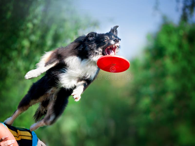 Jumping border collie catching the frisby disk stock photos