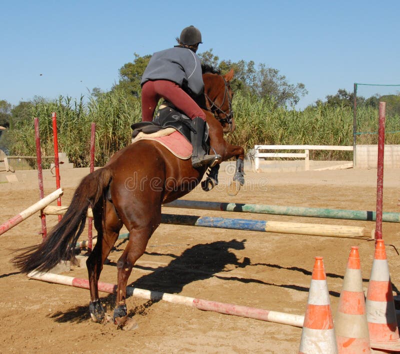 Jumping Brown Horse Stock Image. Image Of Mane, Beautiful - 3465775