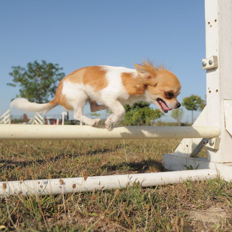 Jumping chihuahua stock image. Image of movement, agility 30246561