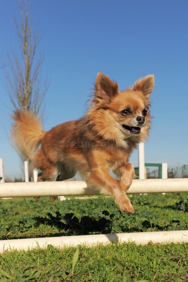 Jumping chihuahua stock image. Image of movement, agility 30246561