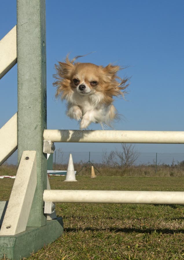 Jumping chihuahua stock image. Image of movement, agility 30246561