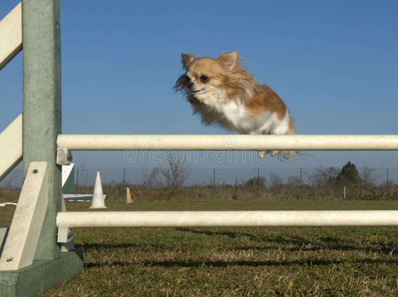 Jumping chihuahua stock image. Image of movement, agility 30246561
