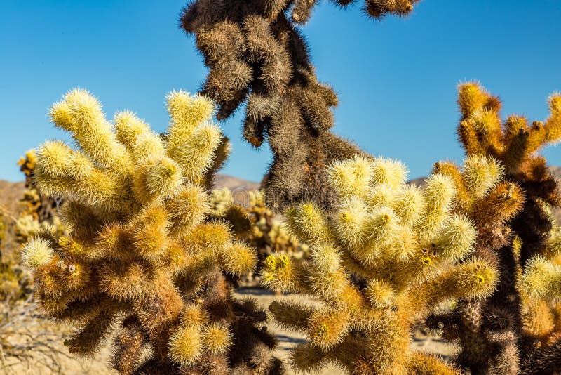 jumping cactus jumping cactus