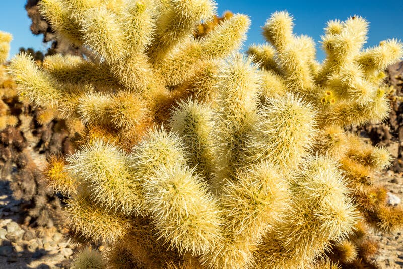 Jumping Cholla Cactus stock photo. Image of mojave, chain 87283800