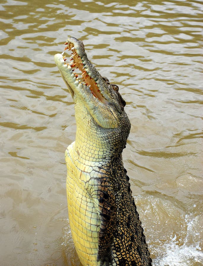 Jumping Crocodile