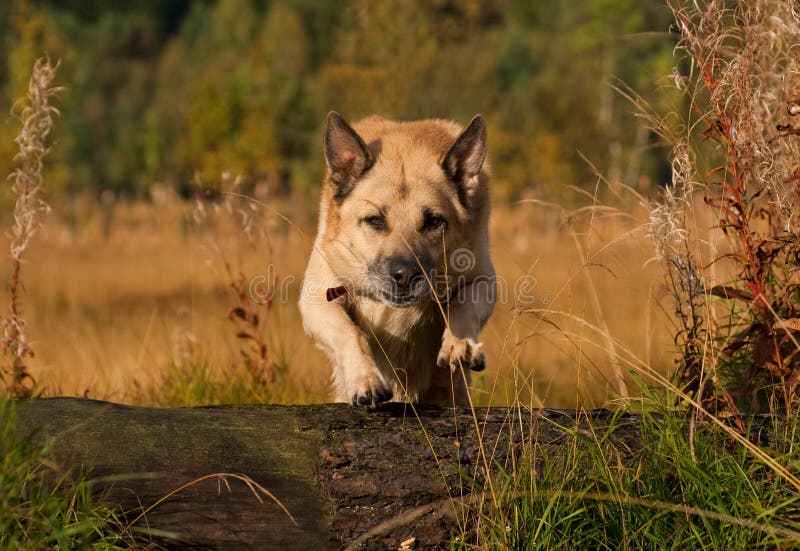 Jumping Dog