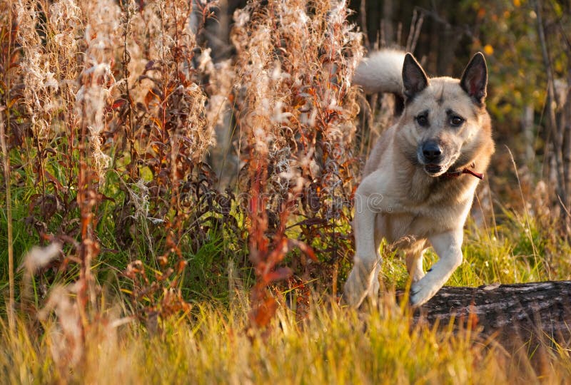 Jumping Dog