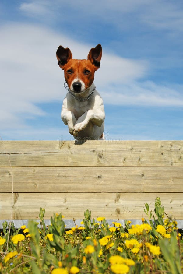 Jumping Jack Russel Terrier Stock Photo Image of love, canine 1827428