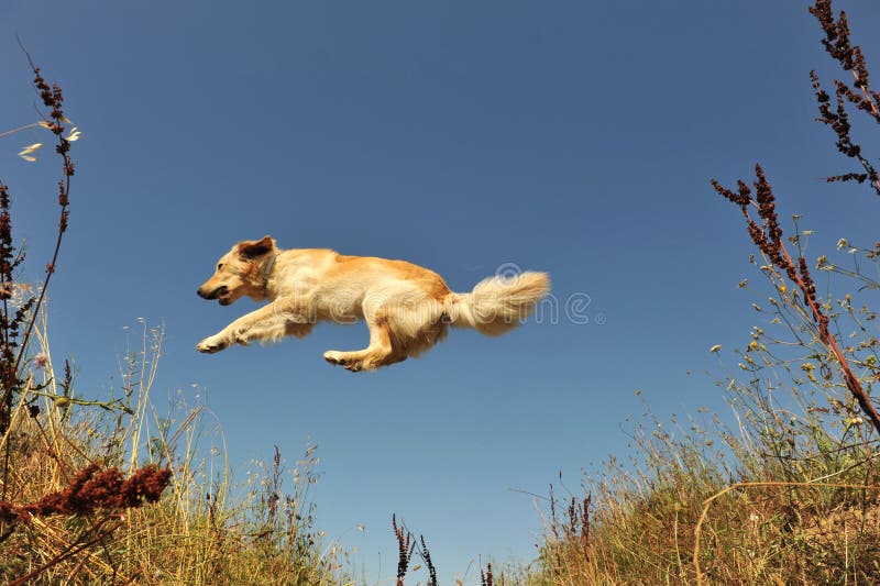 876 Golden Retriever Happy Jumping Stock Photos Free & RoyaltyFree