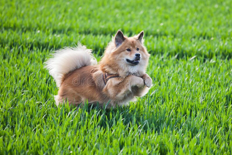 Jumping dog stock image. Image of happy, competition 26769219