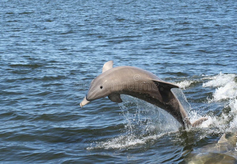 Jumping Dolphin